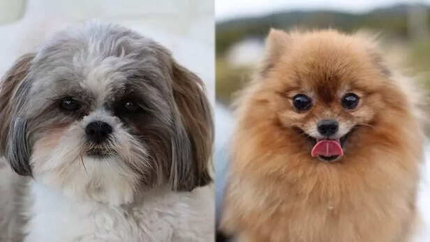 Health &amp; Lifespan