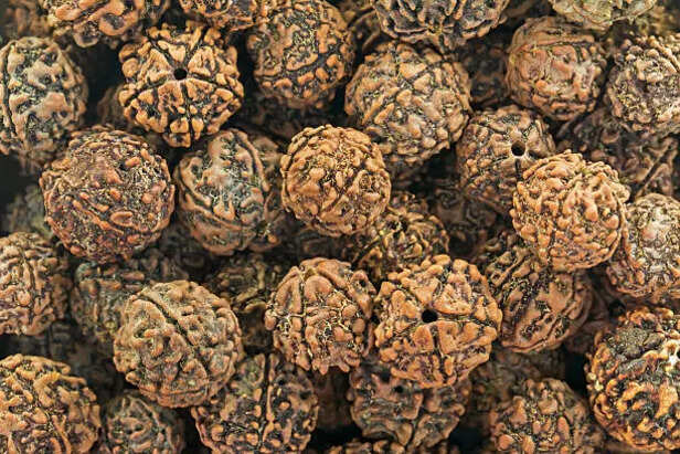 Rudraksha