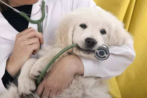 Visit Vet