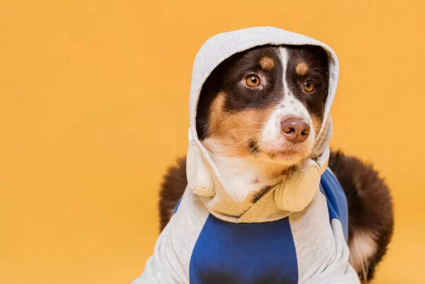 Dogs with Their Own Merch Lines