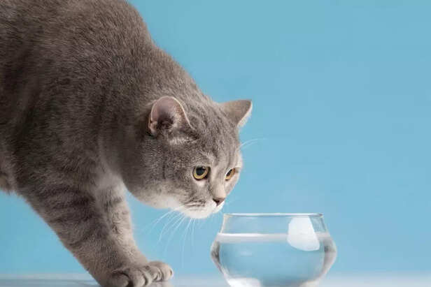 The Science Behind a Cat’s Purr