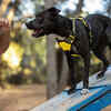 Why Basic Dog Commands Are Life-Savers