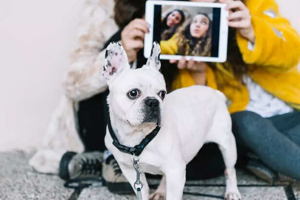 Capture Memories with a Pet Photoshoot