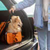 Plan a Pet-Friendly Road Trip