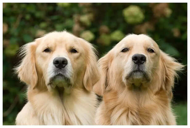 Golden Retrievers_ The Gentle Soul