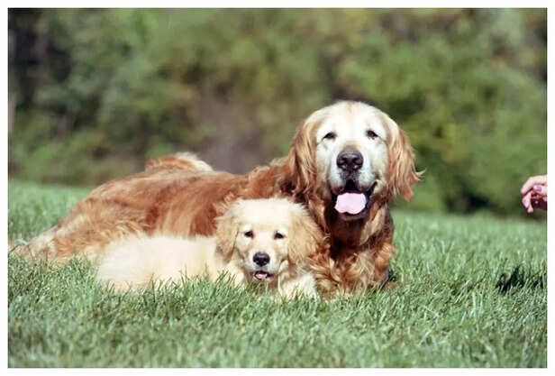 Labrador Retrievers_ The Joy Bringer