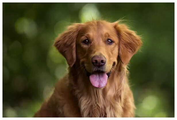 Golden Retriever vs. Labrador_ Which Is Better for Your Mental Health_