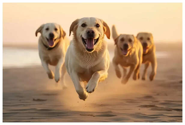 No Matter the Breed, Pets Heal