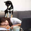 Pets Aren’t Just Friends—They’re Therapists