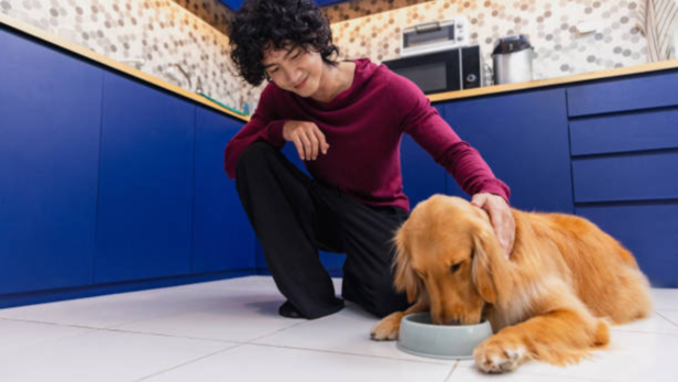 Pets are unable to tell you with words what they want, their body does that instead