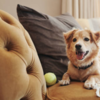 Body position is one of the most obvious signs of what your pet is feeling