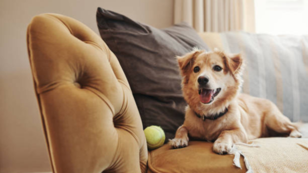 Body position is one of the most obvious signs of what your pet is feeling