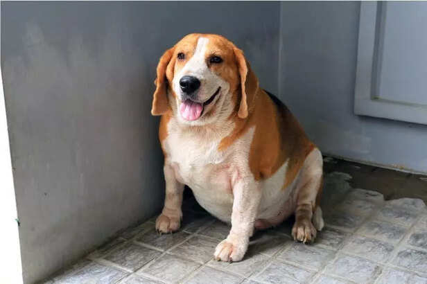 Obesity dog