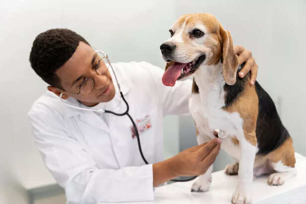 Veterinary care