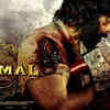 animal