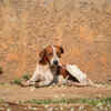 What Are Indie Dogs_ Know Your Companion