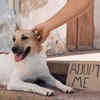 How to Adopt an Indie Dog the Right Way