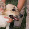 The Street Dog Who Becomes Family