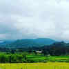 Lambasingi
