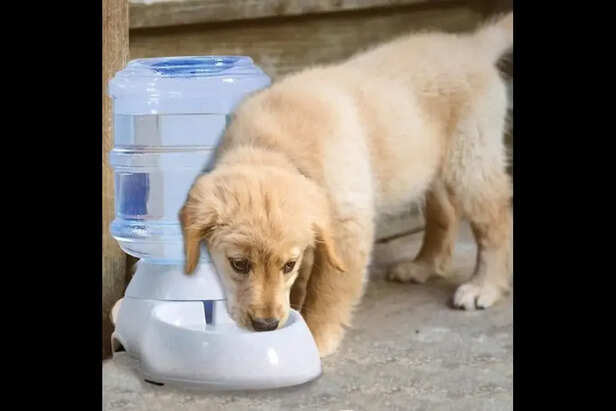Innovative hydration ideas for pets.