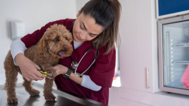 If your dog is nervous, has extremely dark nails, or you just don't know, it's okay to leave it up to a vet