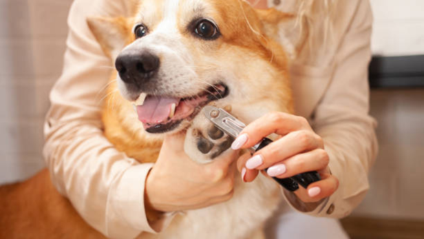 Clip your dog's nails in a quiet room with good lighting