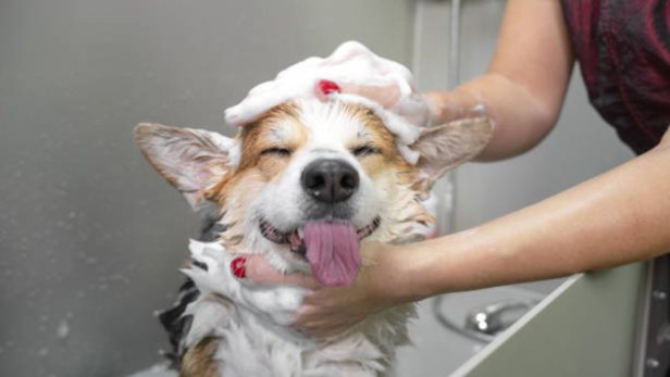 Bathing your dog is part of being a responsible pet owner