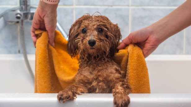 Keeps the coat healthy, eliminates dirt and allergens, and keeps your pet smelling nice