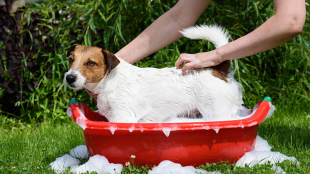 Learning to bathe your dog correctly keeps your pet clean, healthy, and happy