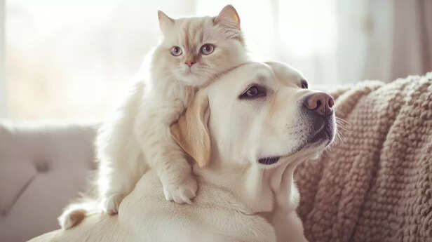 labrador with cat