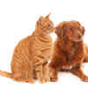 Games for cats and dogs