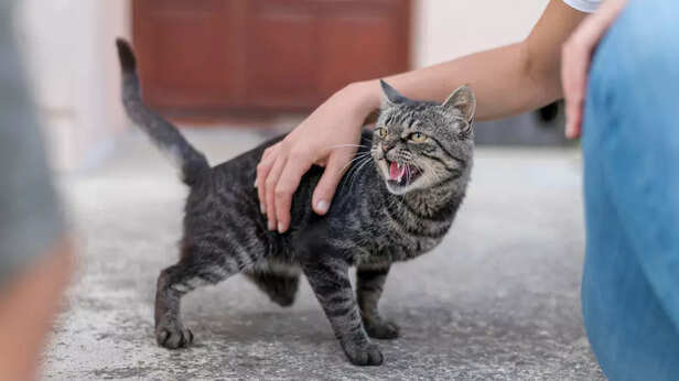 Untrainable Cat