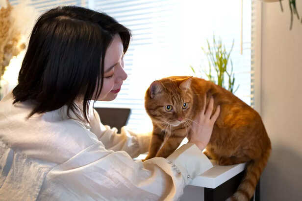 Motivates Your Cat