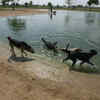 Millie Bush Dog Park, Houston, Texas