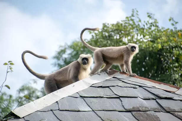 Hanuman the Monkey Devotee of Rama