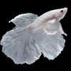 Betta Fish