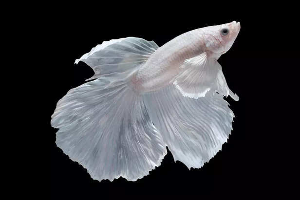 Betta Fish
