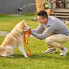 Why Early Puppy Training Matters