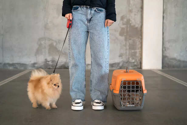 How to Pick the Right Collar and Leash for Your Pet