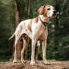 English Pointer
