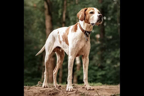 English Pointer