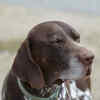 German Shorthaired Pointer (GSP)
