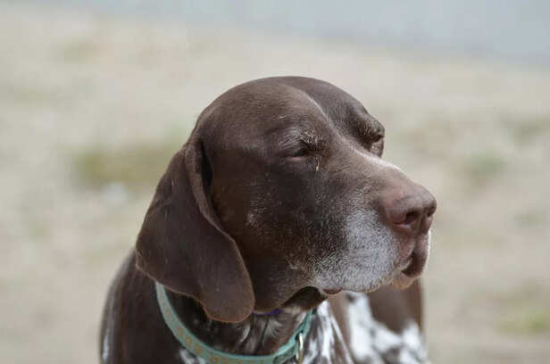 German Shorthaired Pointer (GSP)