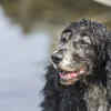 German Wirehaired Pointer