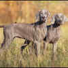Weimaraner