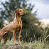 Vizsla