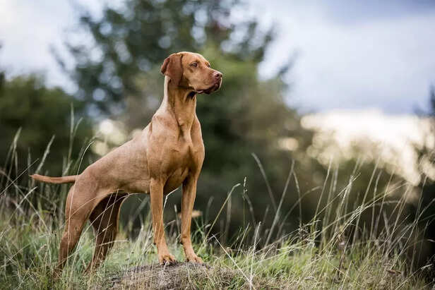 Vizsla