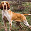 Italian Pointer.