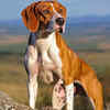 Portuguese Pointer.