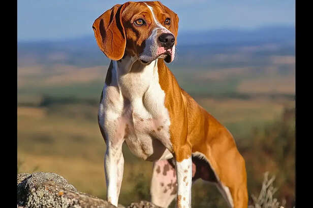 Portuguese Pointer.